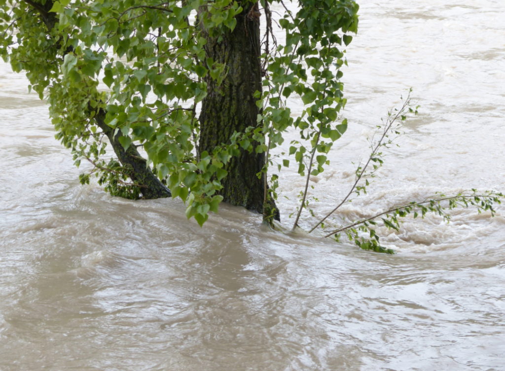 Photo of floodwater flowing around a tree.