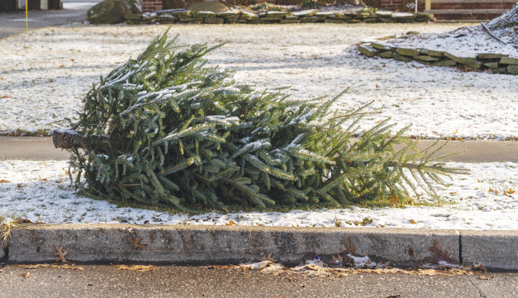 Christmas tree on street curbs for trash pick