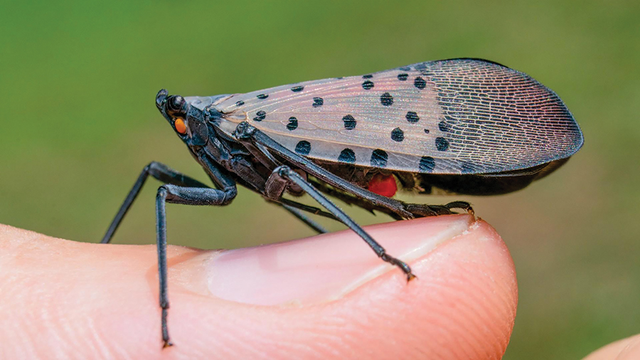 Spotted Lanternfly on finger