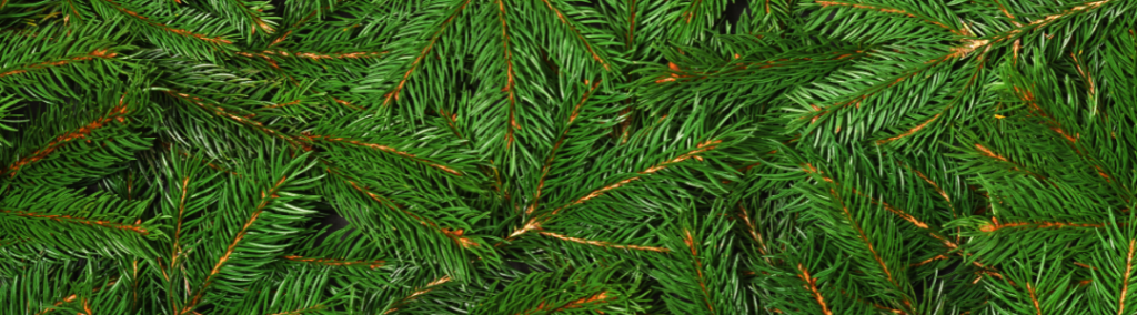 Photo depicts a pile of Christmas tree branches