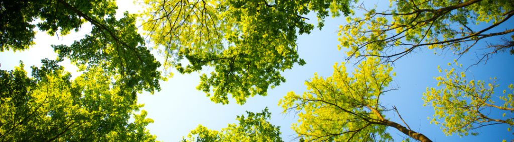 Treetops against a blue sky