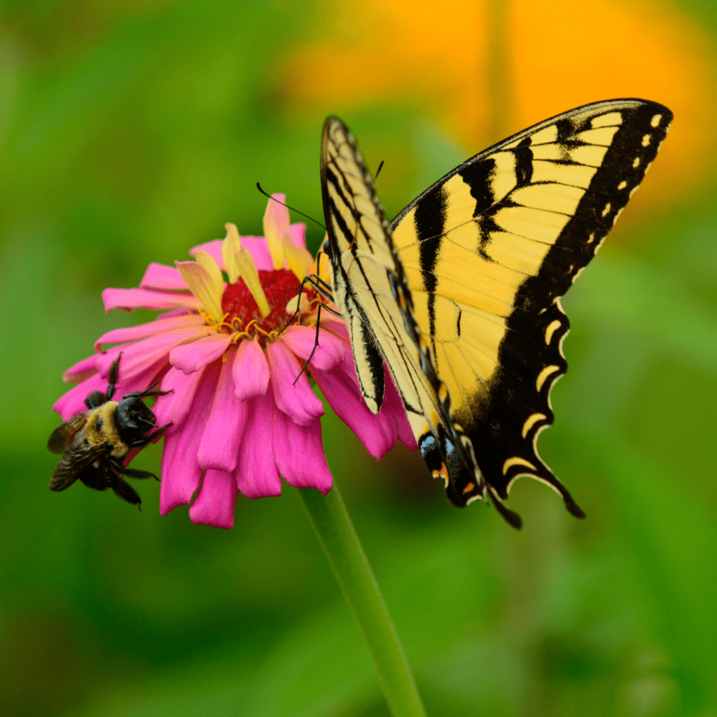 A butterfly and bee on a pink flower
