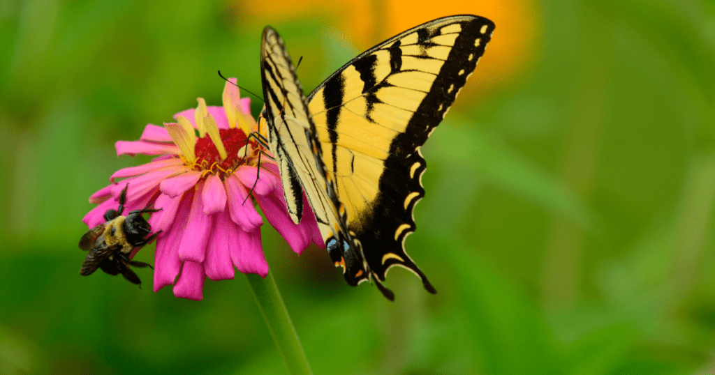 A butterfly and bee on a pink flower