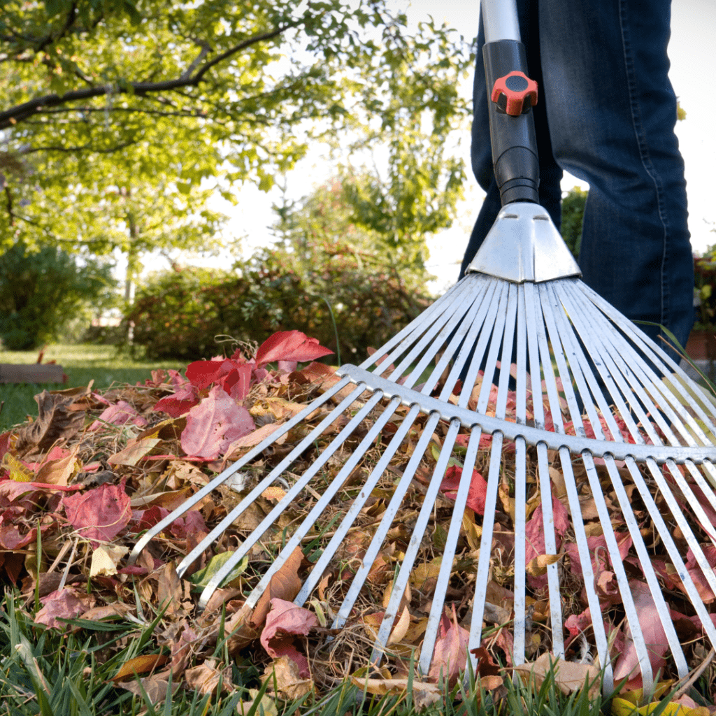 A person raking leaves in a yard
