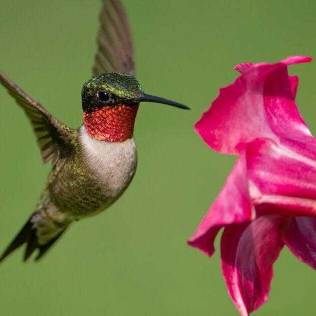 Hummingbird approaching a flower