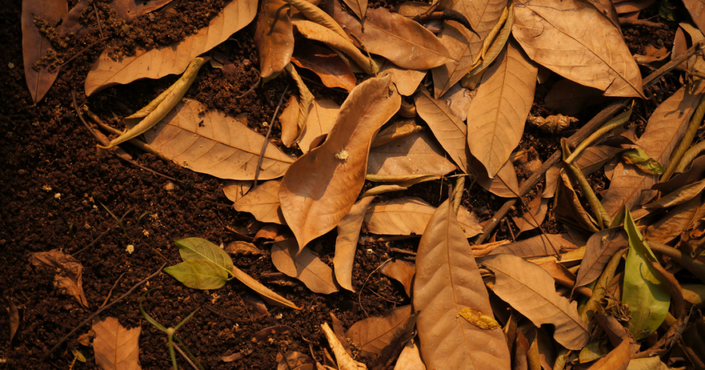 Fall Leaves