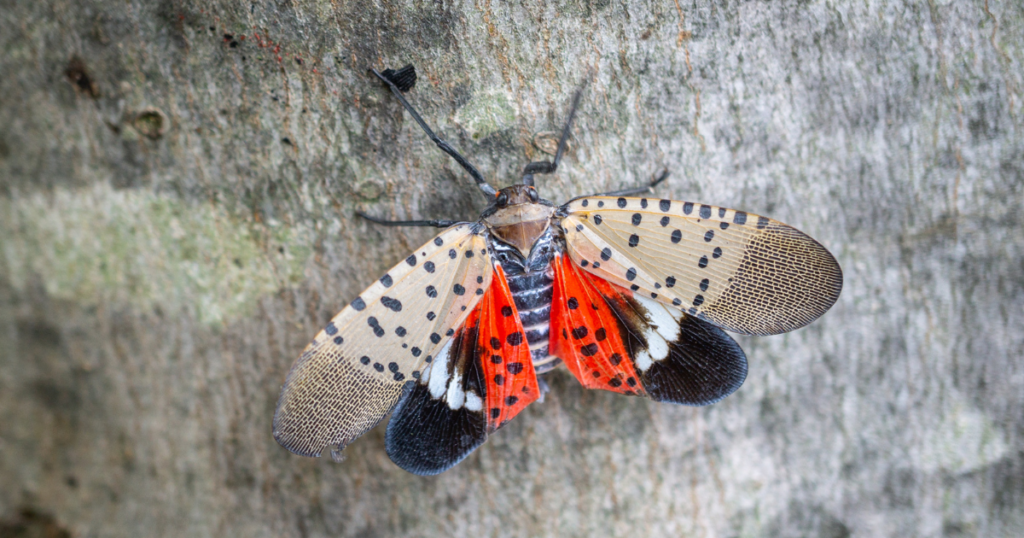 Spotted Lanternfly on tree bark